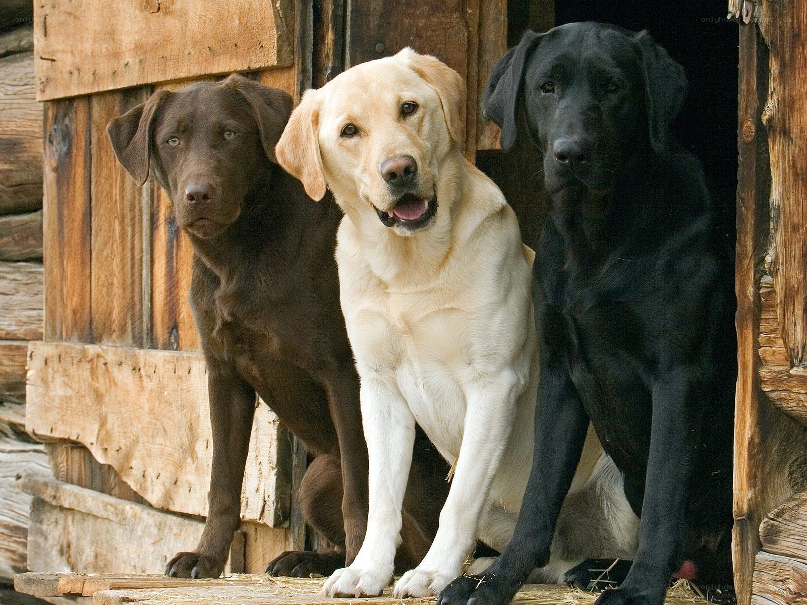 Three Labrador Retrievers in a Doghouse