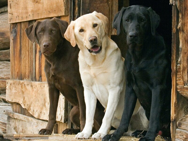 Three Labrador Retrievers in a Doghouse