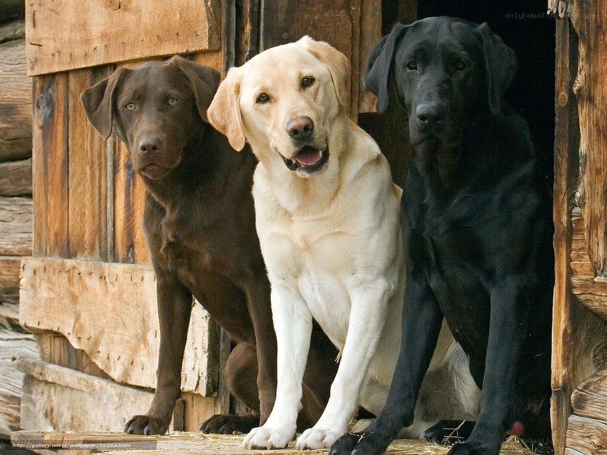 Three Labrador Retrievers in a Doghouse