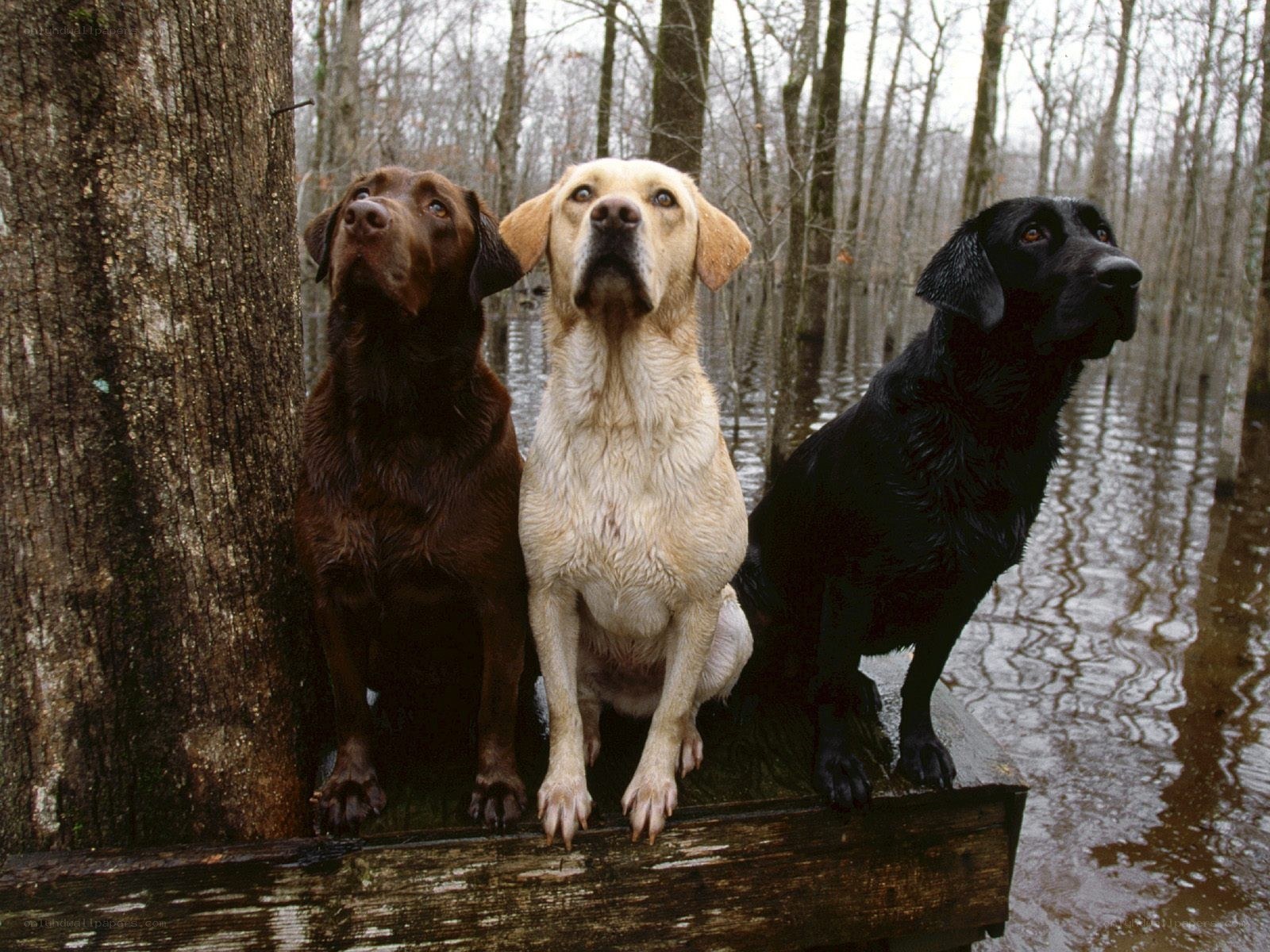three labrador retrievers in flood