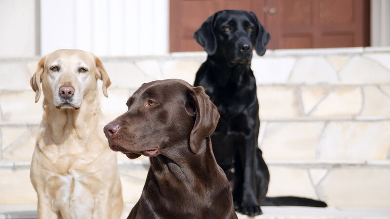three labrador retrievers on steps