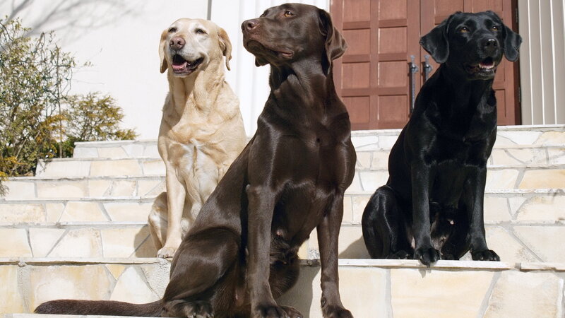 three labrador retrievers on steps