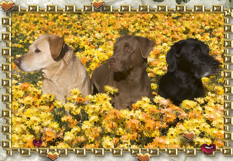 Three Labrador Retrievers — Yellow