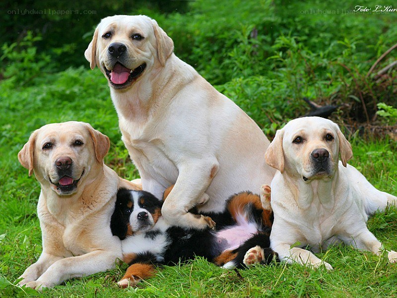 three labs and a puppy on grass