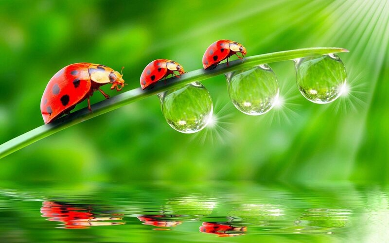 Three Ladybugs on a Leaf — Green, Serene
