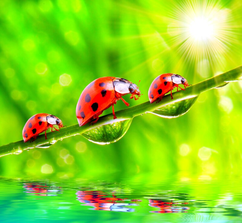 Three Ladybugs on a Leaf — Green
