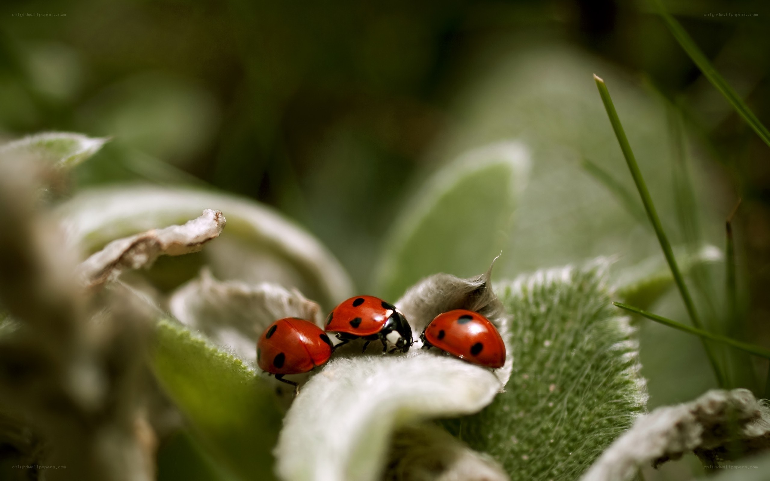 Three ladybugs on a leaf