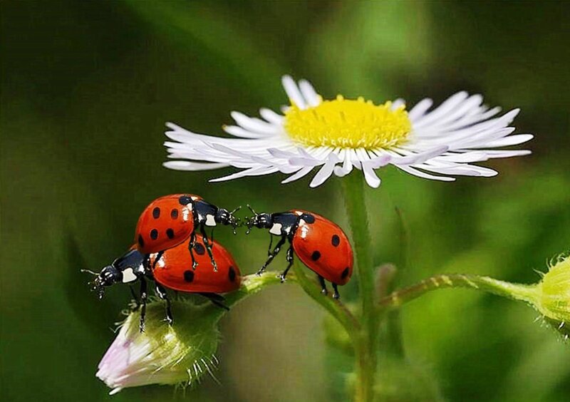 Three Ladybugs on Flower