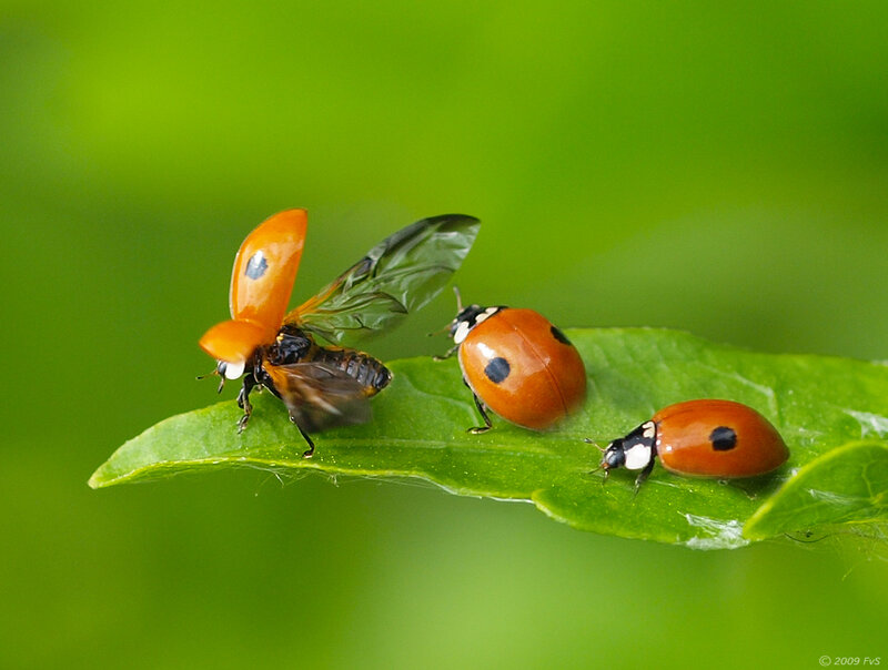Three Ladybugs on Leaf — Green