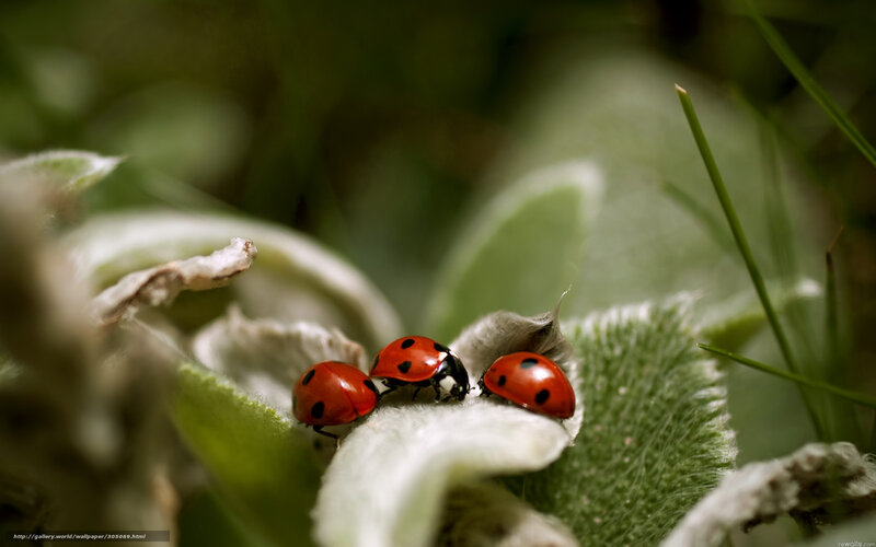Three Ladybugs on Leaf — Red, Natural