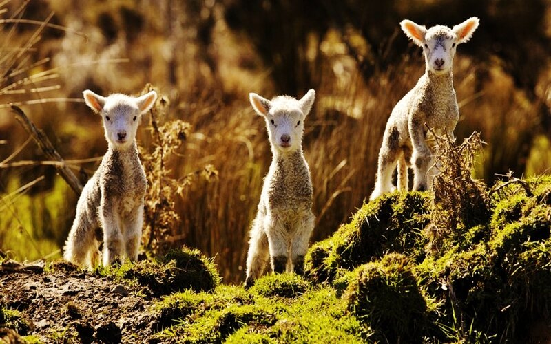 Three Lambs on a Hill