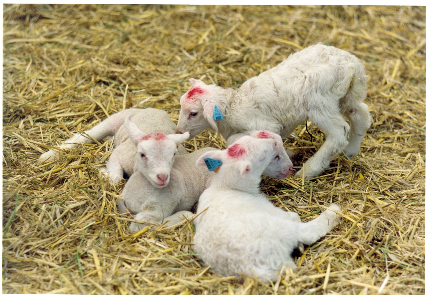 three lambs on hay