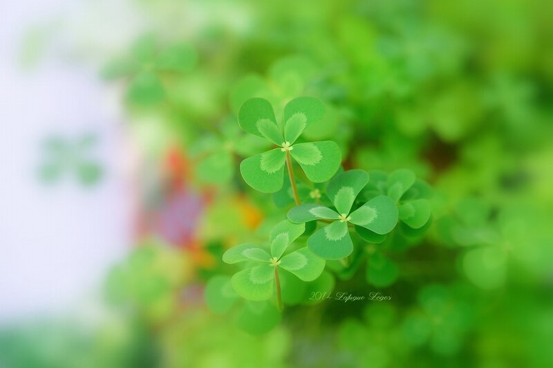Three-leaf Clover Plant
