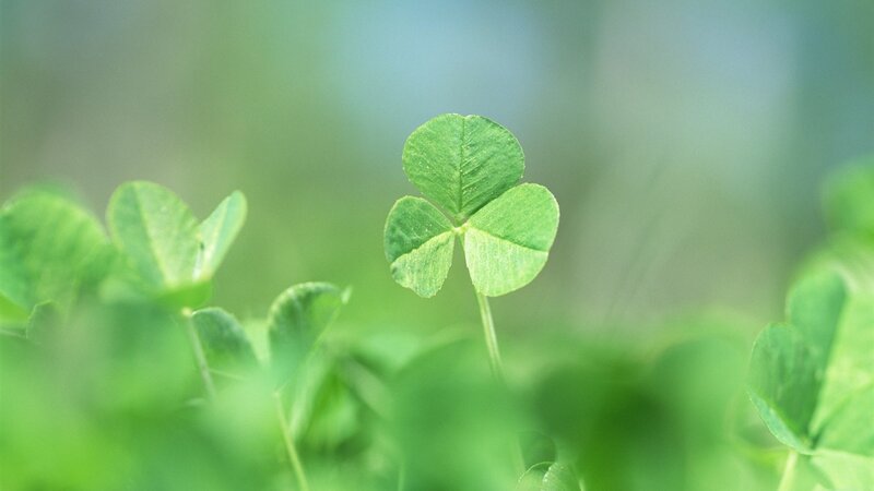 Three-leaf Clover