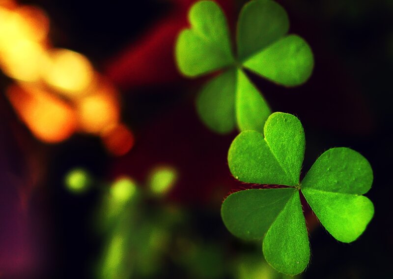 Three-leaf Clovers — Green, Dramatic, Photograph