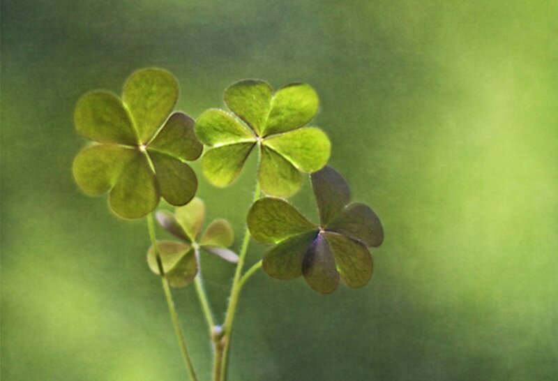 Three-leaf Clovers