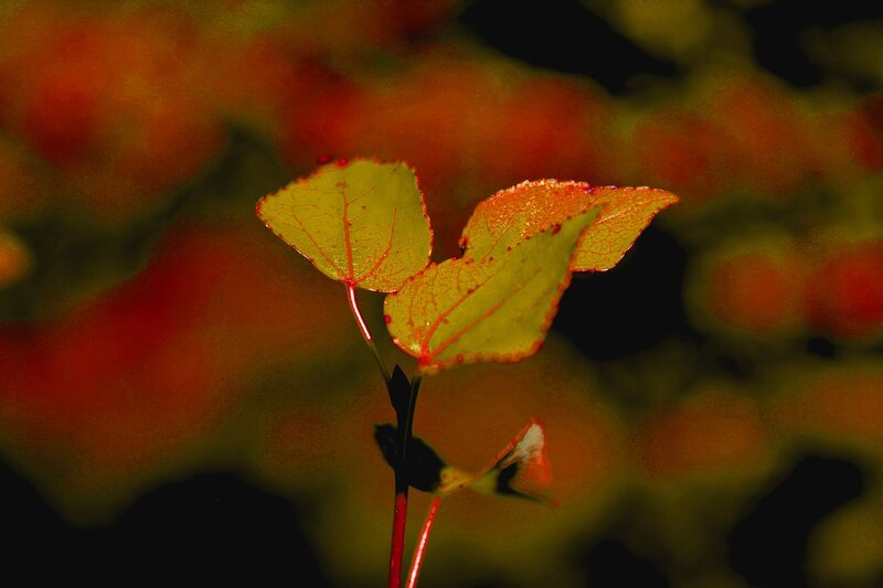 Three Leaves on a Stem