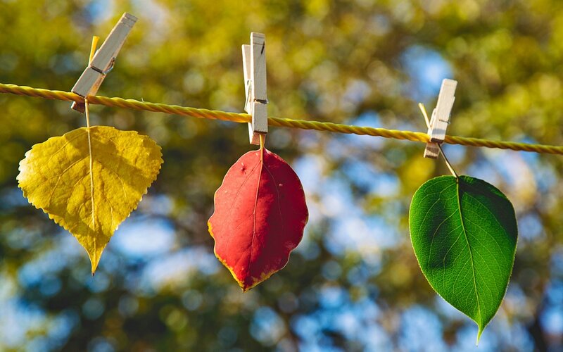 Three Leaves on Clothesline