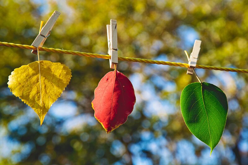 Three Leaves on Clothesline — Yellow