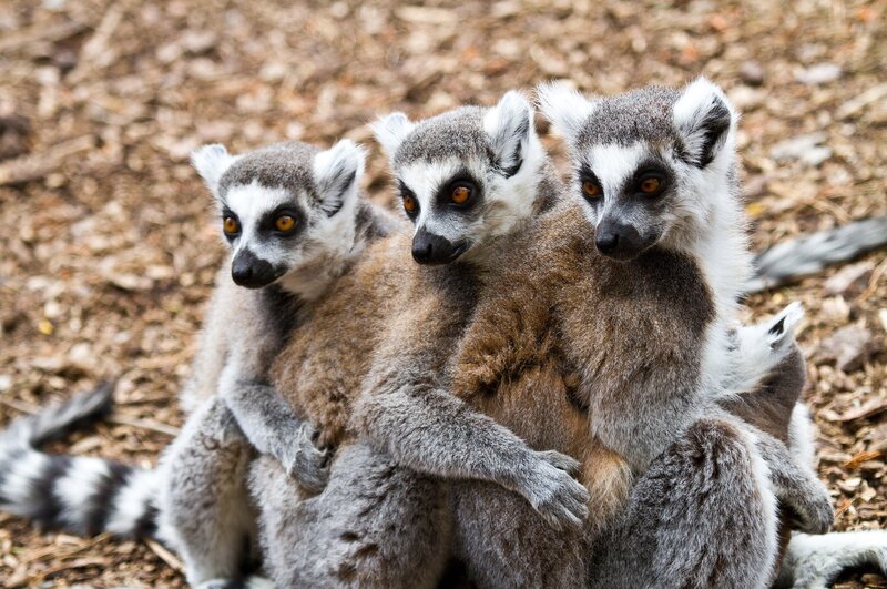 Three Lemurs Huddled — Gray, Curious