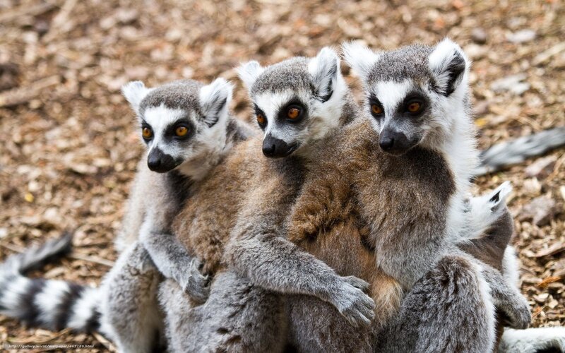 Three Lemurs Huddled