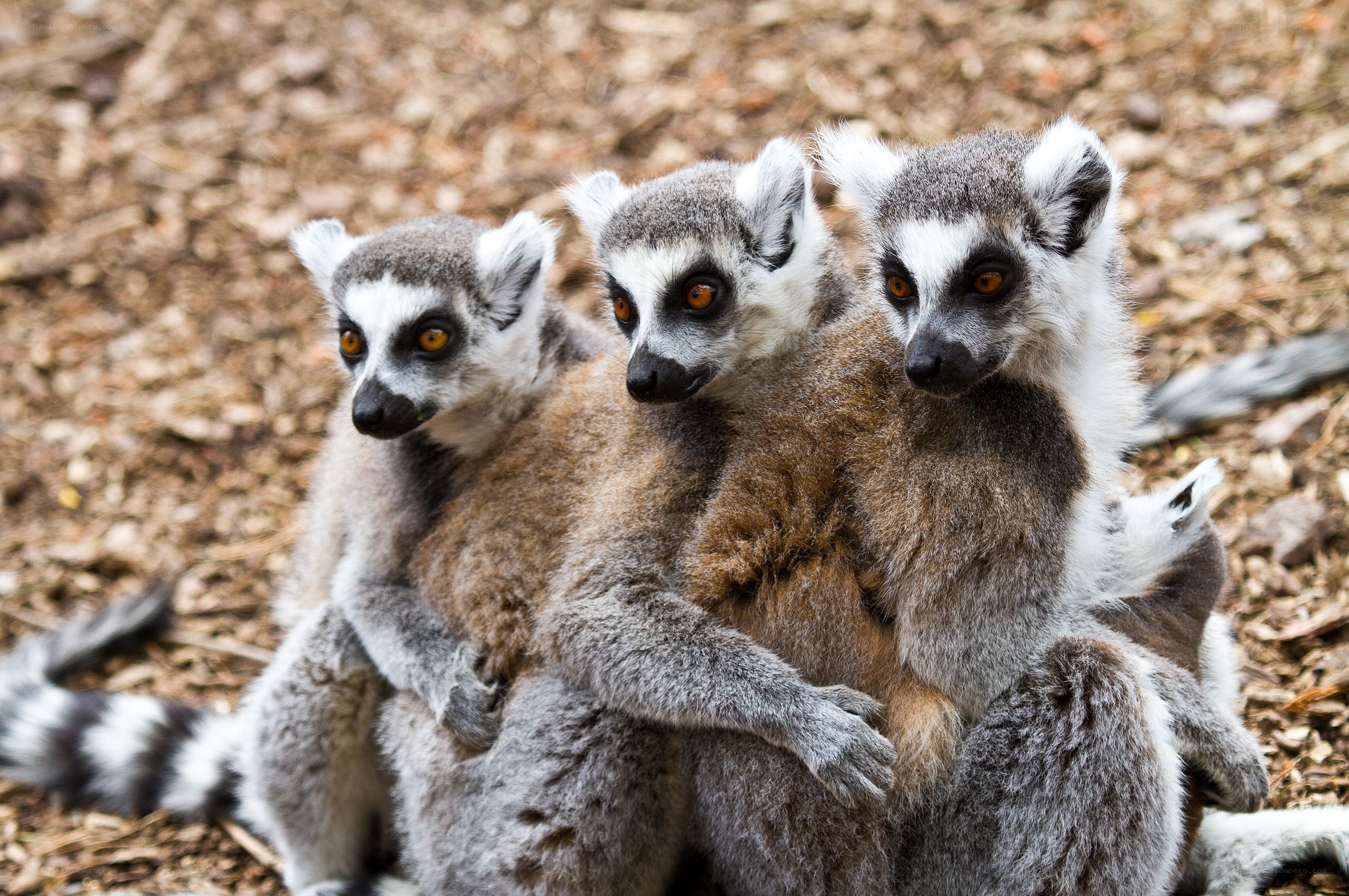 Three lemurs huddled together