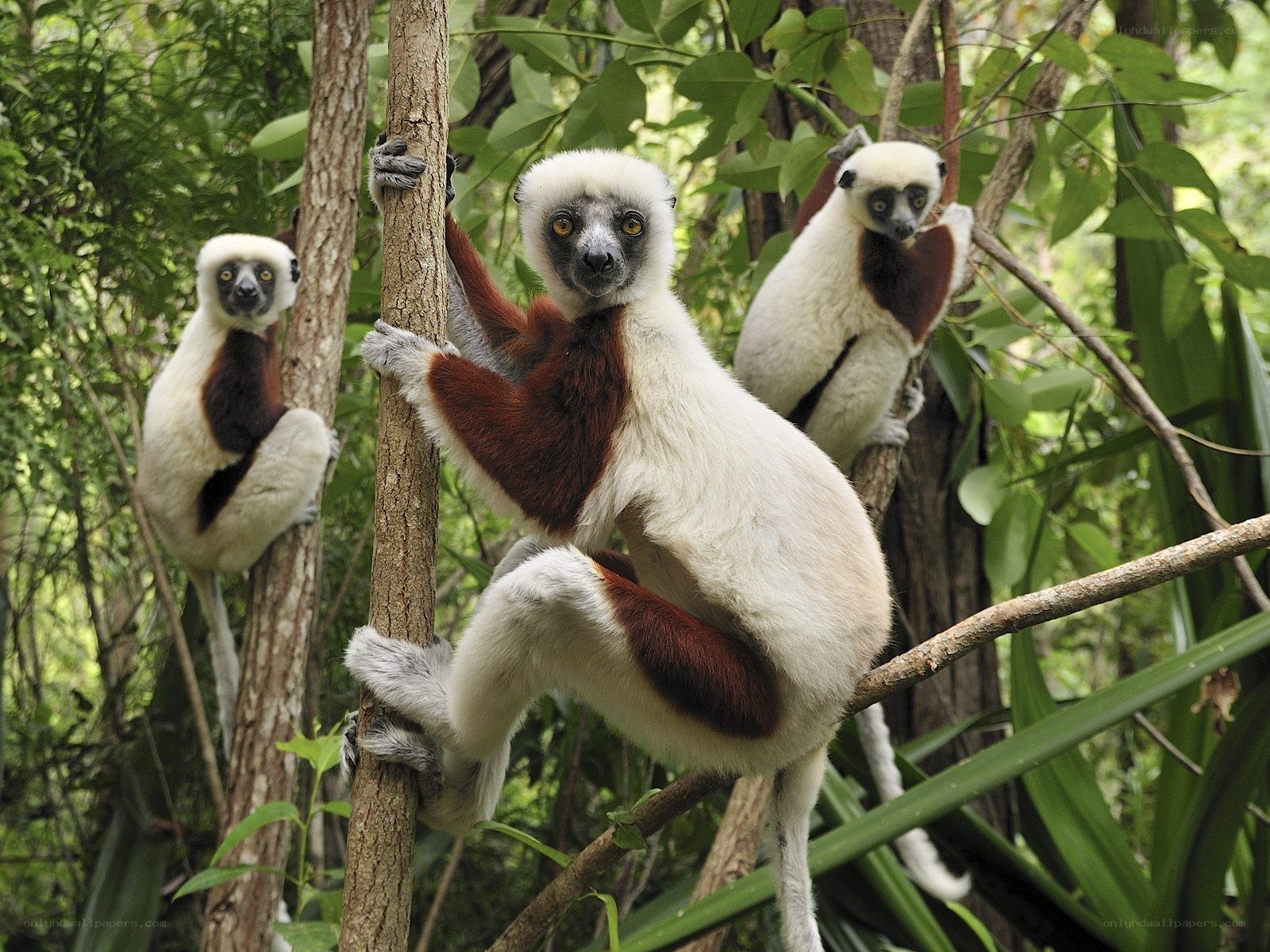 Three lemurs in a forest