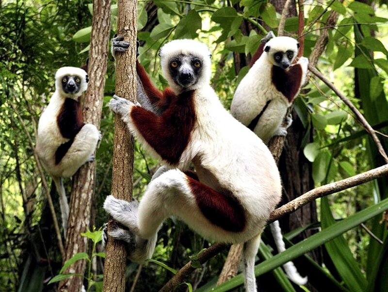Three lemurs in a forest