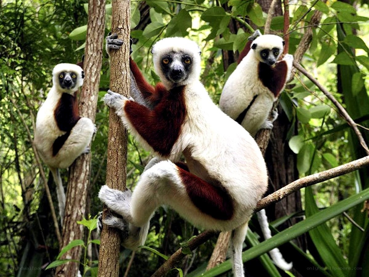 Three lemurs in a forest