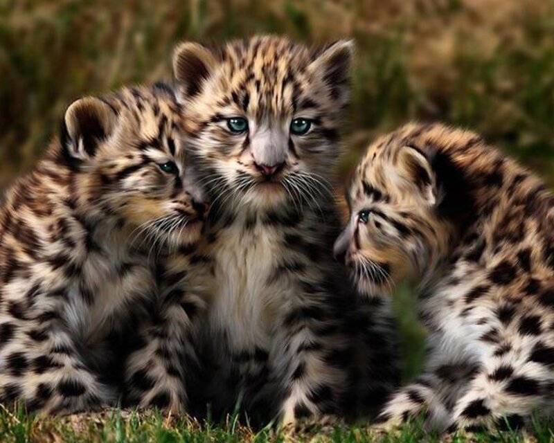 Three Leopard Cubs