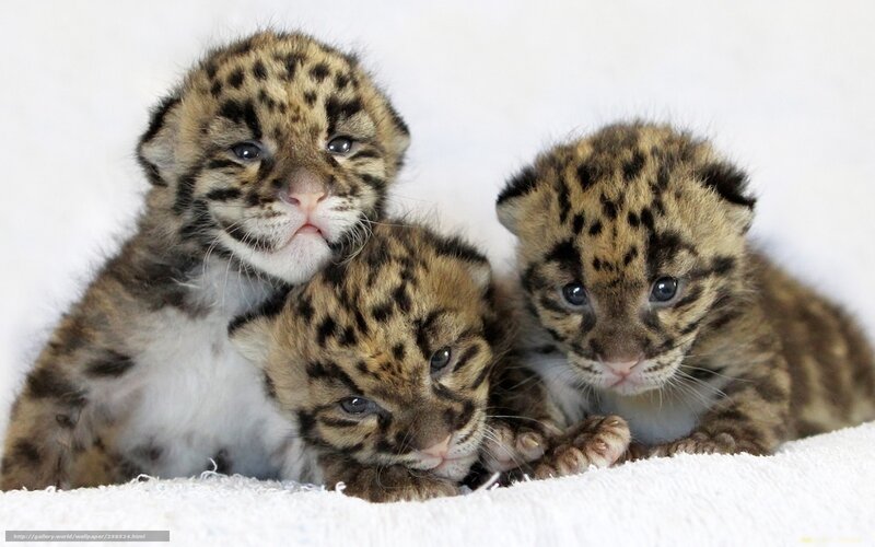 Three leopard cubs together