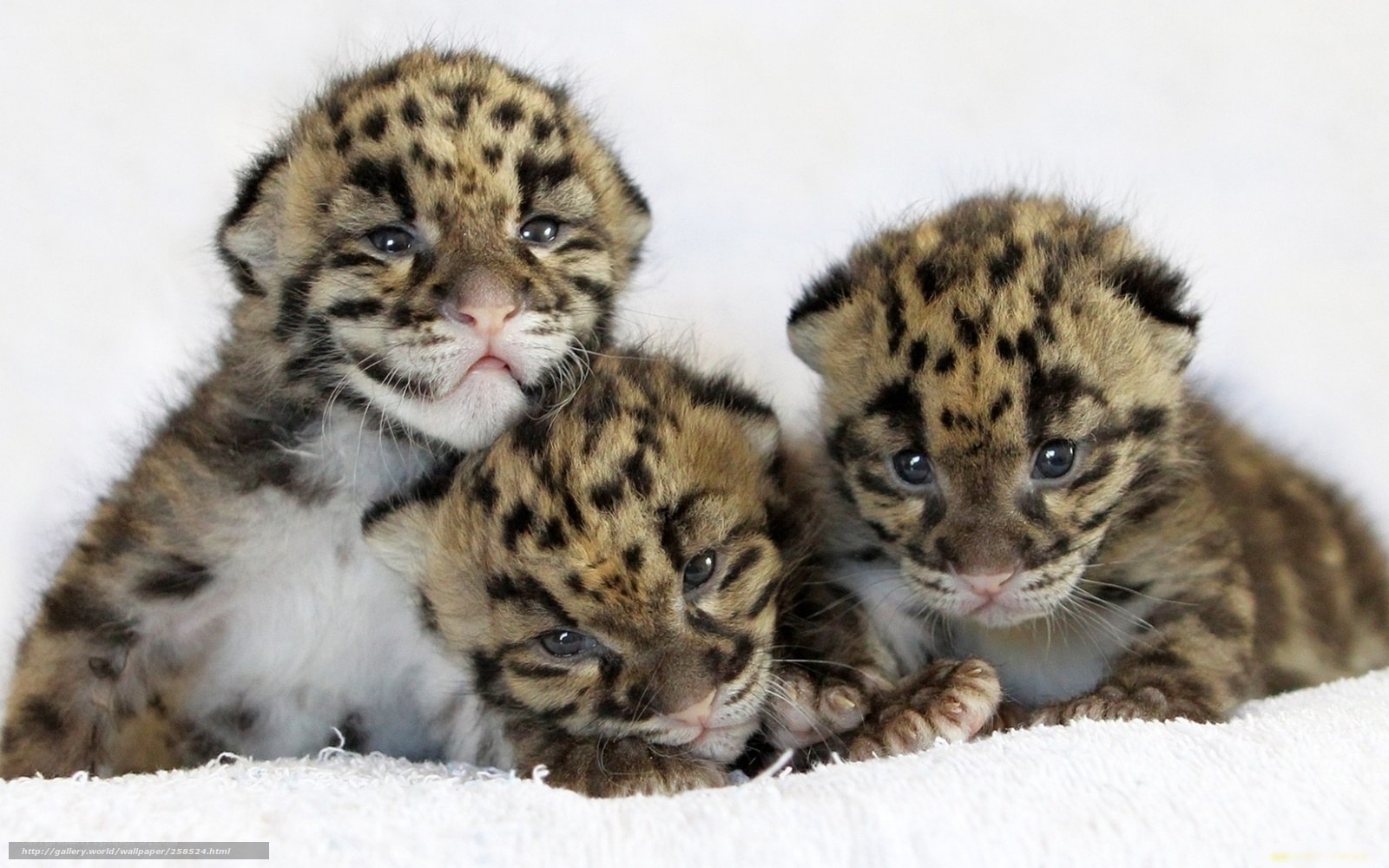 Three leopard cubs together
