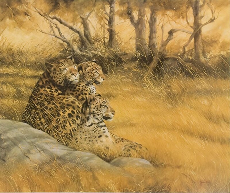 Three Leopards in Grass