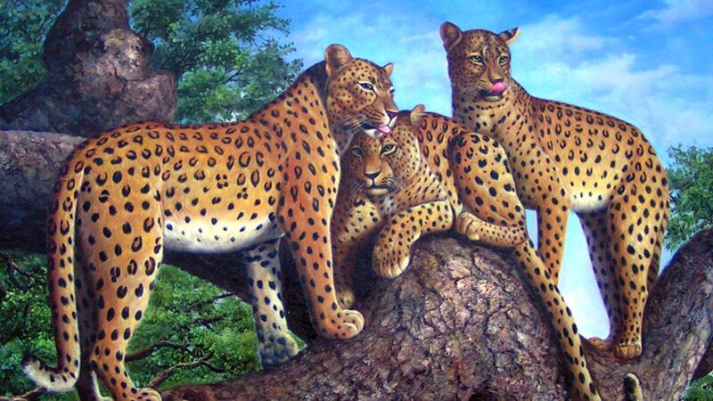 Three Leopards on a Tree