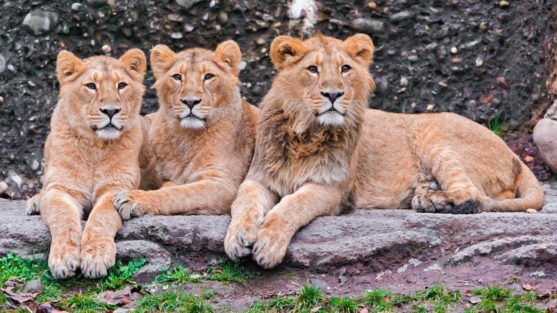 Three Lion Cubs — Brown, Calm, Photograph, Rocks, Grass, Stones