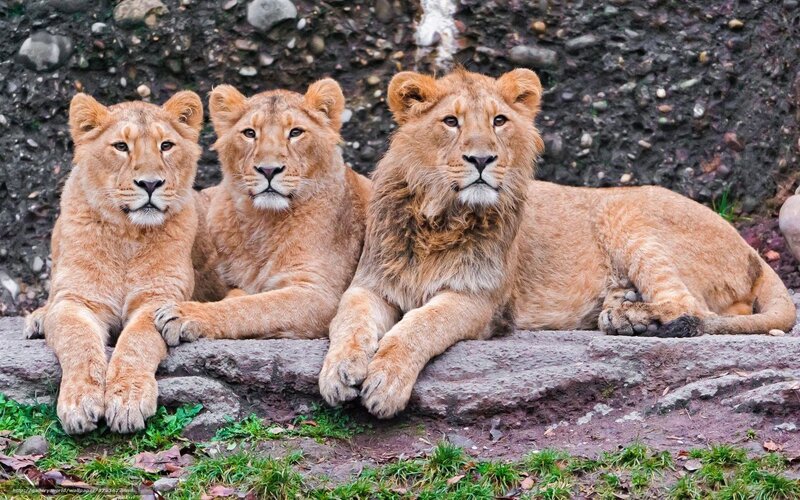 Three Lion Cubs — Brown, Calm, Photograph, Rocks