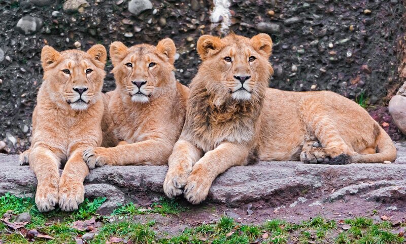 Three Lion Cubs — Brown, Calm, Photograph