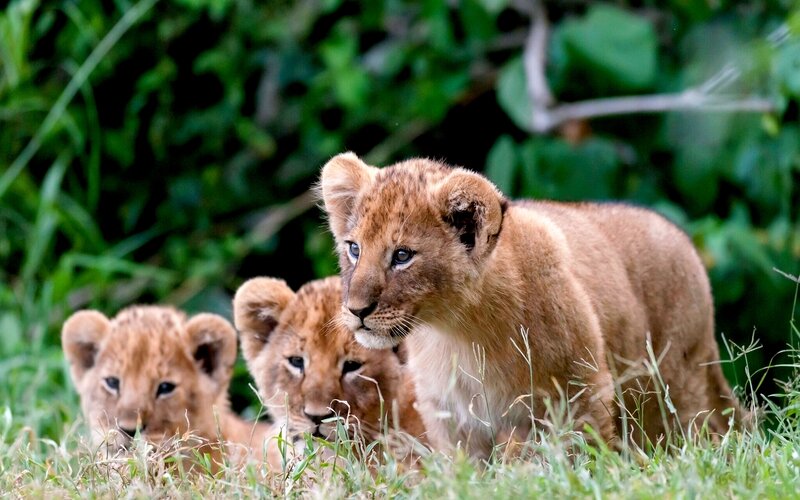 Three Lion Cubs — Brown, Calm