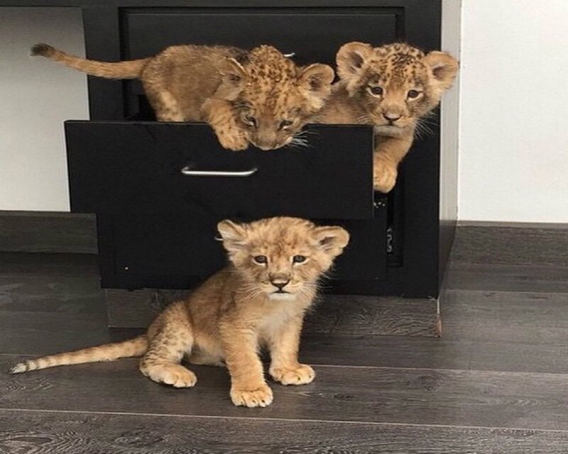 Three Lion Cubs — Brown, Curious