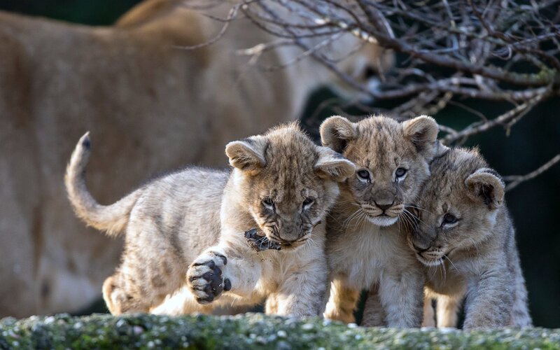 Three Lion Cubs — Brown, Playful