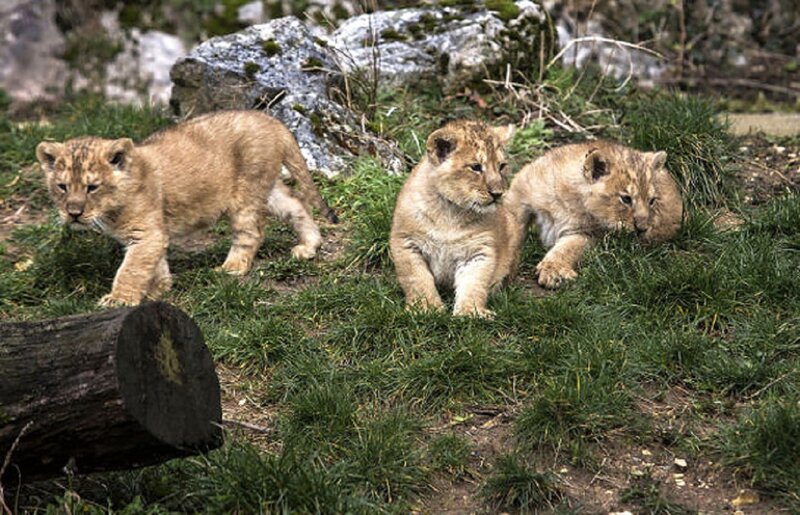 Three Lion Cubs — Green, Calm