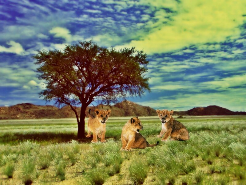 Three Lion Cubs — Green