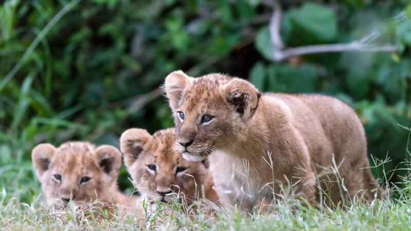 Three Lion Cubs in Grass