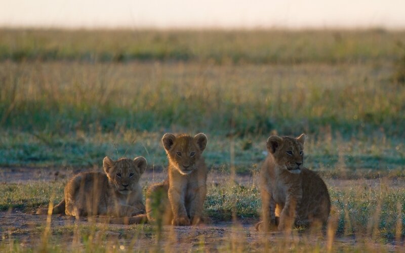 three lion cubs in savanna