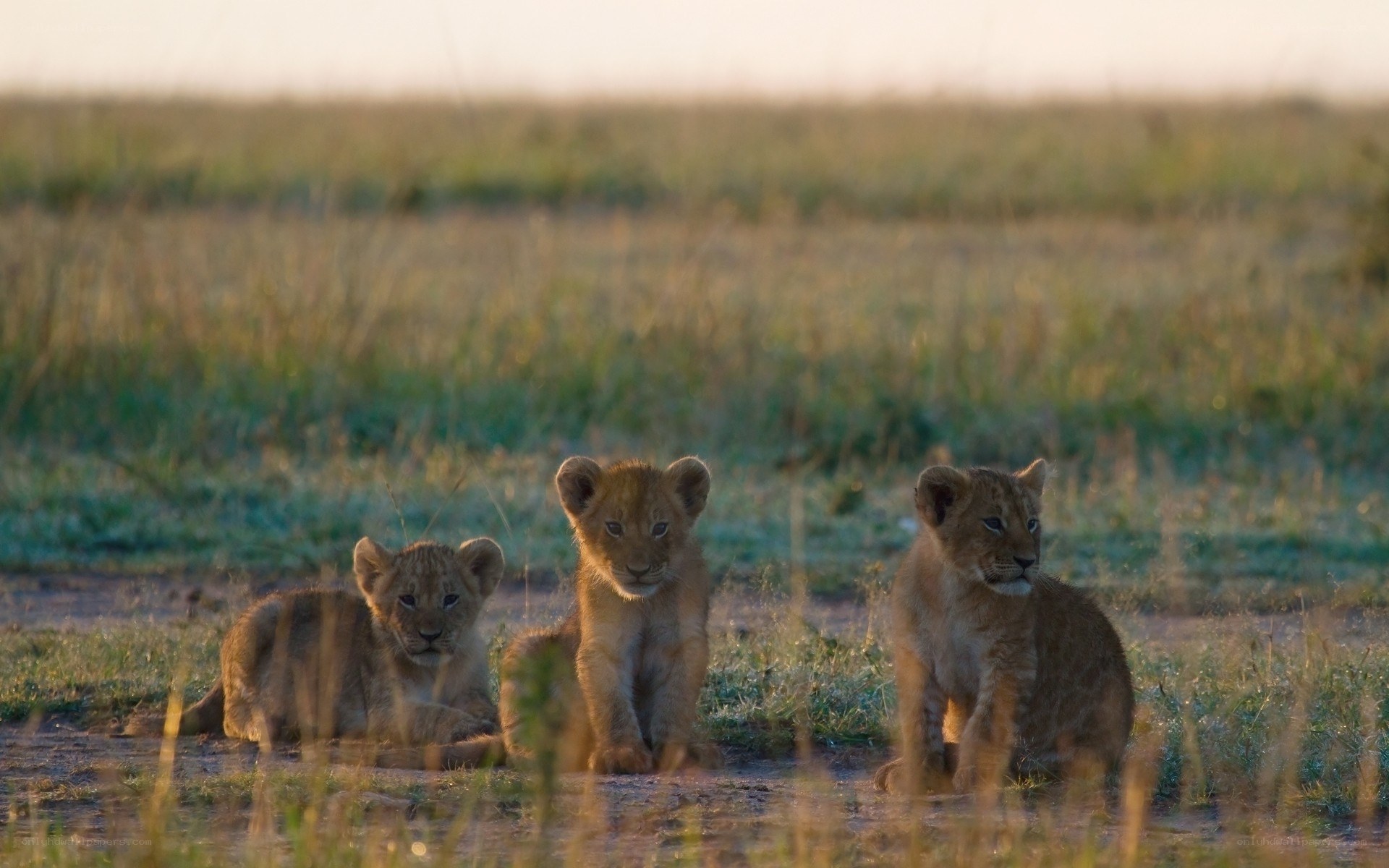 three lion cubs in savanna
