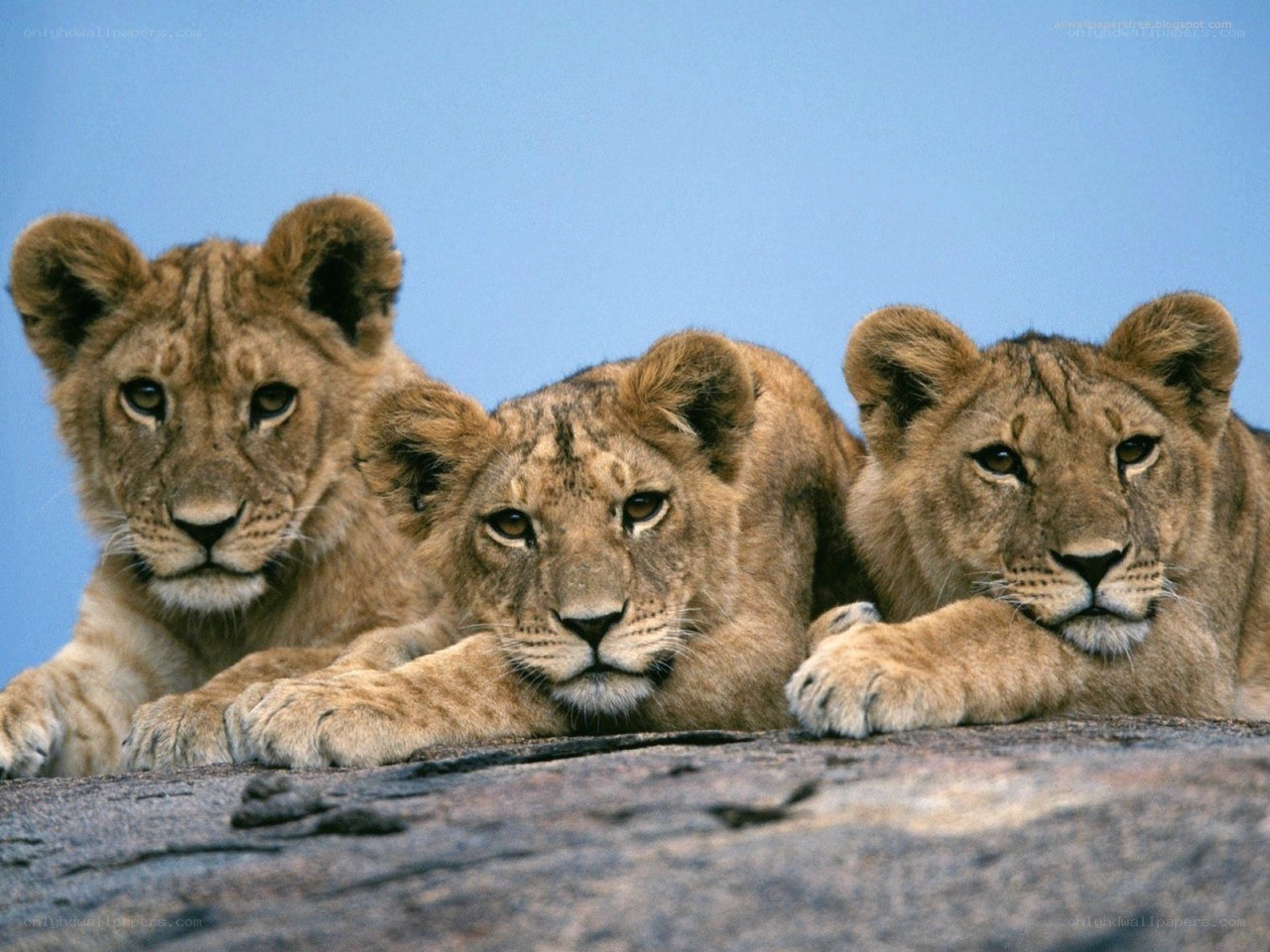 three lion cubs on a rock