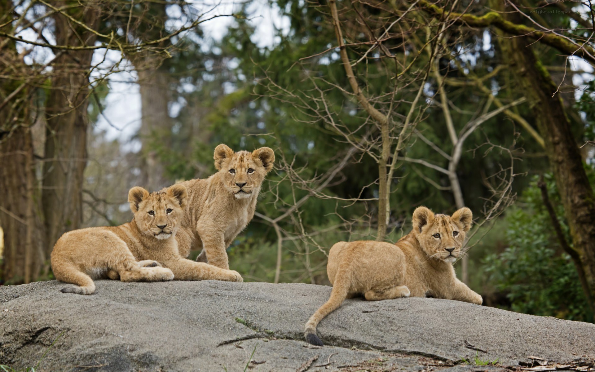 three lion cubs on a rock