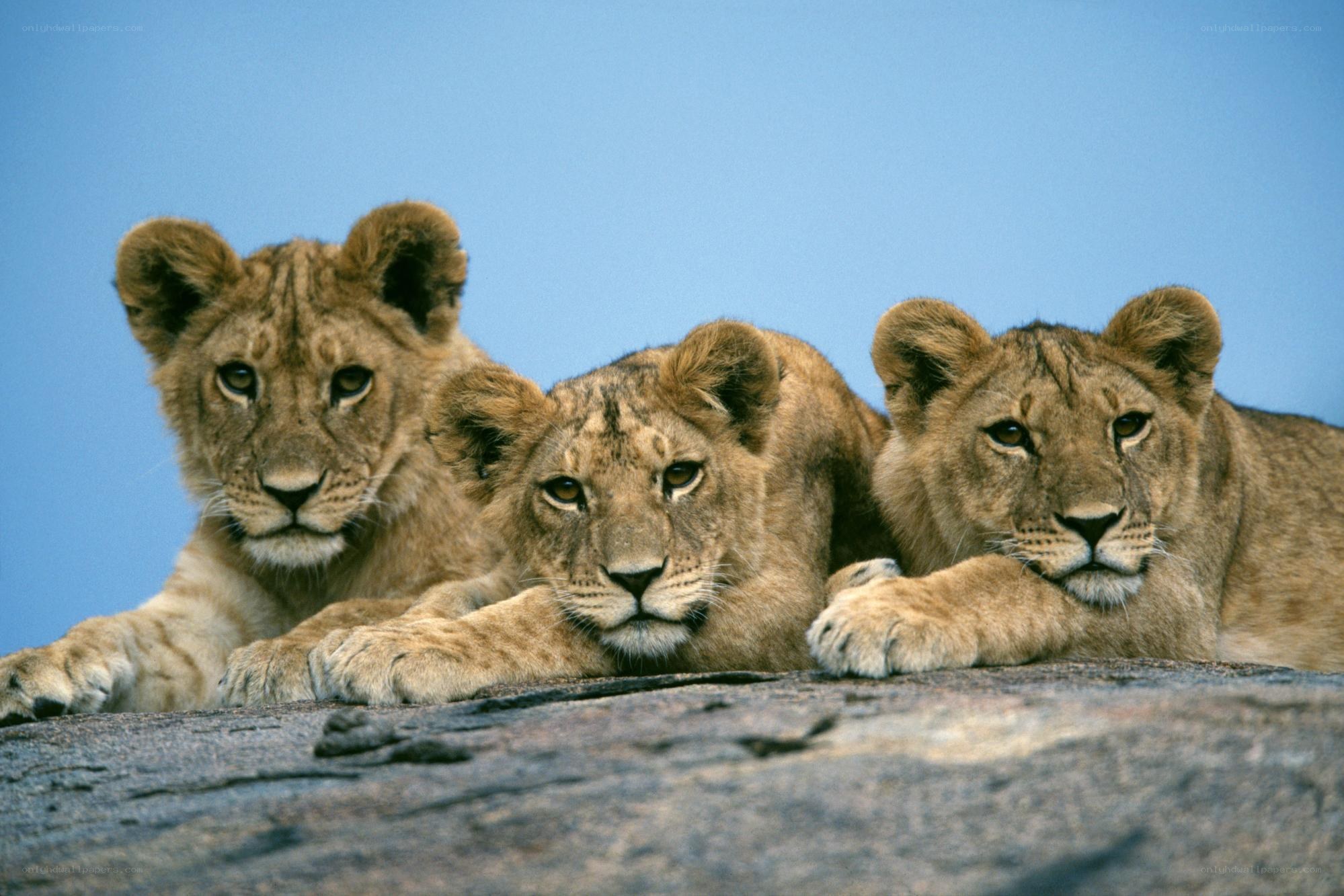 three lion cubs on a rock