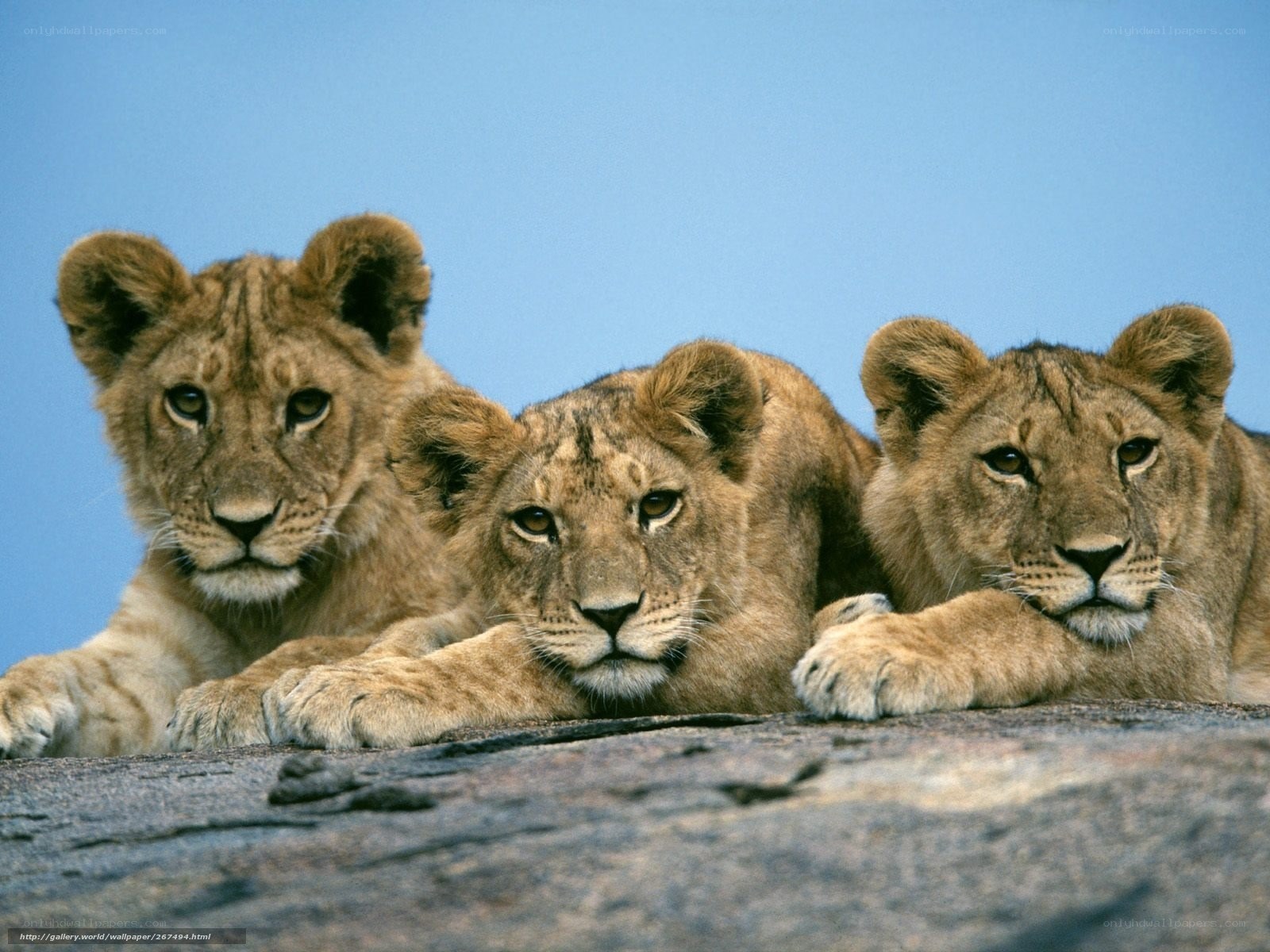 Three lion cubs on a rock