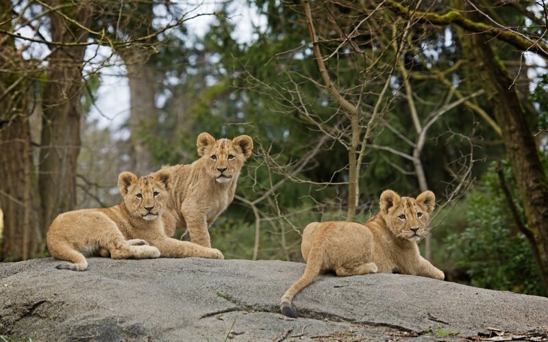 Three Lion Cubs on Rock